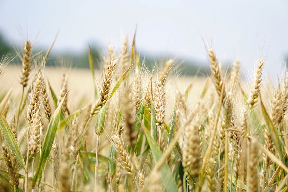 A field of grain ready for harvest and marketing.