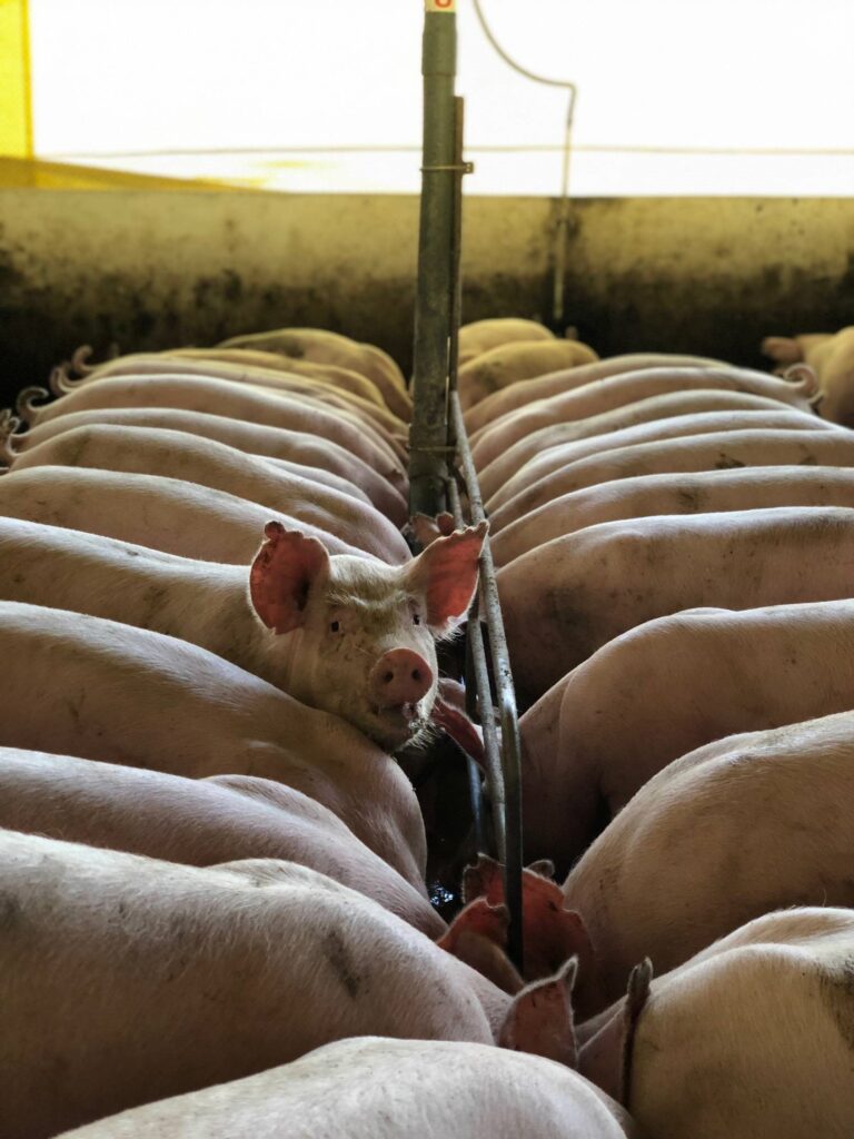 Pigs being fed in a farm barn.